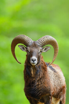 European Mouflon (Ovis orientalis musimon) Ram Looking at Camera, Hesse, Germany, Europe
