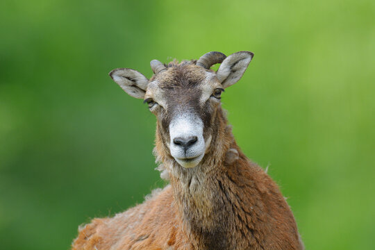 Portrait of Old Female European Mouflon (Ovis orientalis musimon), Hesse, Germany, Europe