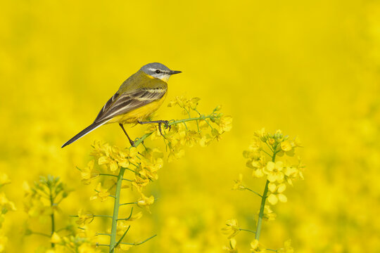 Yellow wagtail (Motacilla flava) in canola field, Male, Hesse, Germany, Europe