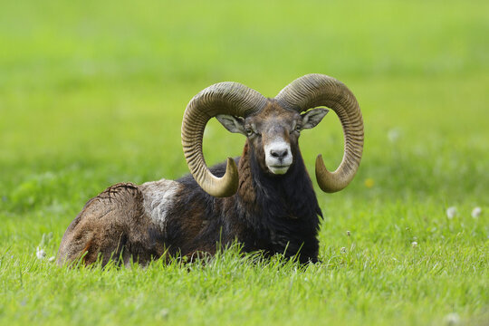 European Mouflon (Ovis orientalis musimon) Ram Lying on Grass, Hesse, Germany, Europe