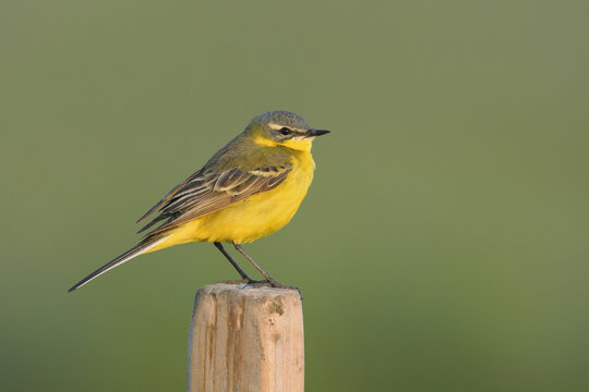 Yellow wagtail (Motacilla flava), Male, Hesse, Germany, Europe