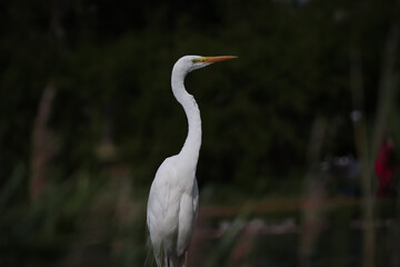 great white heron