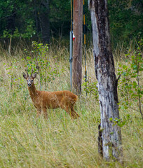 deer in the woods
