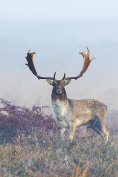 Portrait of Male Fallow Deer (Cervus dama) on Misty Morning, Hesse, Germany