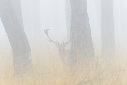 Male Fallow Deer (Cervus dama) in Misty Forest, Hesse, Germany