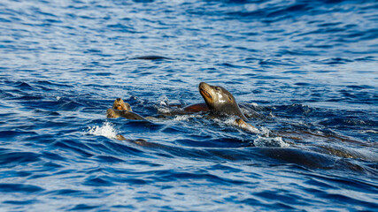 California Sea Lions around Baja California