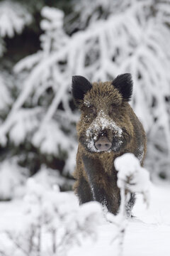 Wild Boar (Sus scrofa) Tusker, Spessart, Bavaria, Germany
