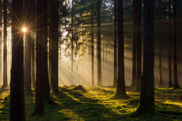 Spruce Forest in Early Morning Mist at Sunrise, Odenwald, Hesse, Germany