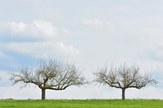 Two, bare Apple Trees in grassy field in Early Spring, Spessart, Hesse, Germany