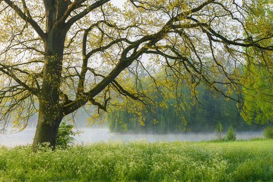 Oak Tree in Early Spring, Park Schonbusch, Aschaffenburg, Lower Franconia, Bavaria, Germany