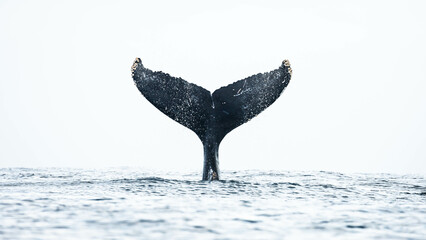 Humpback whale around Cabo San Lucas, Mexico © Rui
