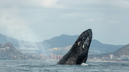 Naklejka premium Humpback whale around Cabo San Lucas, Mexico