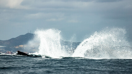 Humpback whale around Cabo San Lucas, Mexico