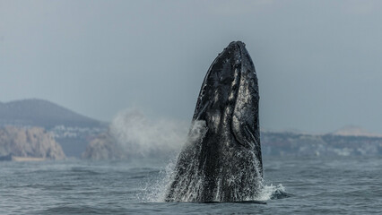 Naklejka premium Humpback whale around Cabo San Lucas, Mexico