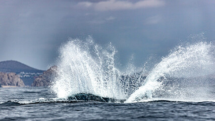 Humpback whale around Cabo San Lucas, Mexico