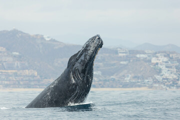 Naklejka premium Humpback whale around Cabo San Lucas, Mexico