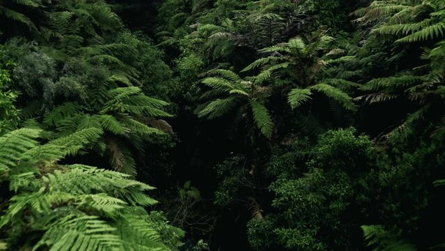 Ferns in Native Forest
