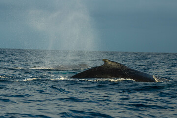 Fototapeta premium Humpback whale around Cabo San Lucas, Mexico