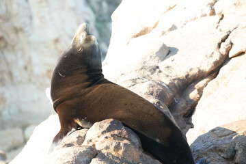California sea lion around Cabo San Lucas