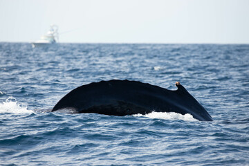 Fototapeta premium Humpback whale around Cabo San Lucas, Mexico