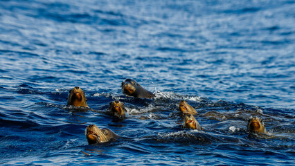 California sea lion around Cabo San Lucas
