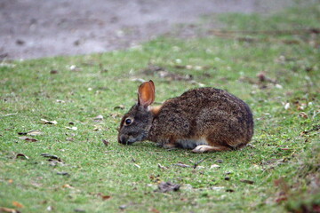 Rabbit grazing at Lago Mojanda, above Otavalo, Ecuador