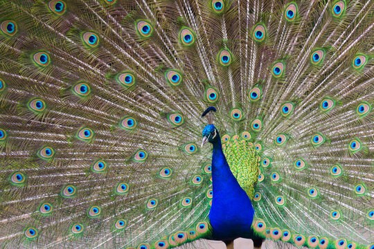 Portrait of Peacock with Tail Feathers Displayed, Hesse, Germany