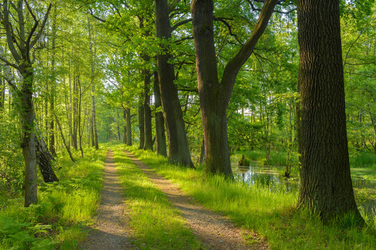 Path through Forest, Saxony, Germany