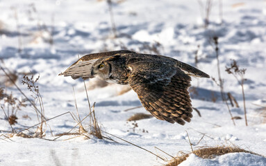 Winter's Silent Hunter: Great Horned Owl (Bubo virginianus) Soaring and Hunting Amidst Snowy...