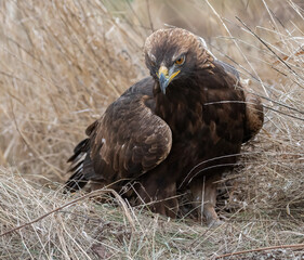 The golden eagle is a bird of prey. This powerful eagle is North America's largest bird of prey a national bird of Mexico. It is dark brown with golden plumage. Raptor is perched on the ground hunting