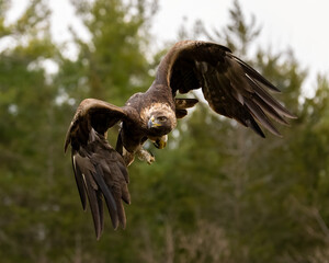 Golden Eagle in Fight 2021