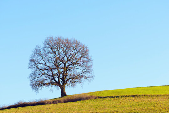 Old Oak Tree in Winter, Odenwald, Hesse, Germany