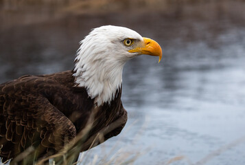 American bald eagle close up photograph