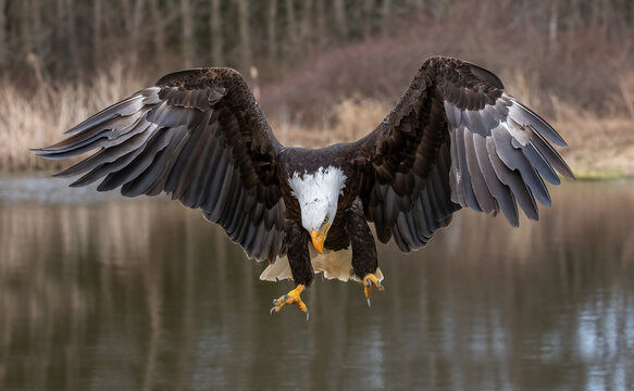 Eagle, Majestic Encounter: Haliaeetus leucocephalus in Action -  Photography of a Bald Eagle Hunting with Exposed Talons over a Serene Pond