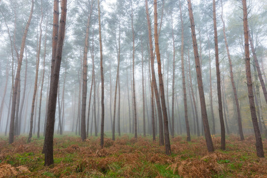 Trees in a pine forest on a misty morning in autumn in Hesse, Germany