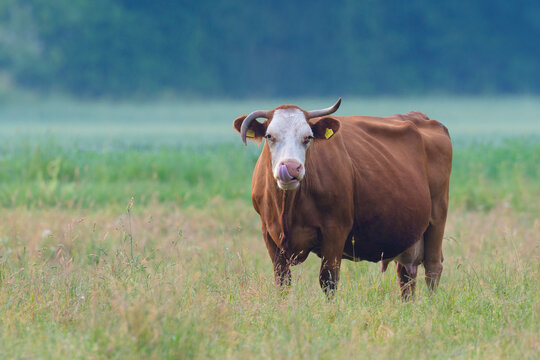 Portrait of cow standing in meadow looking at camera in Hesse, Germany