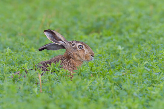 Profile portrait of a European brown hare (Lepus europaeus) with head sticking up from meadow in summer in Hesse, Germany