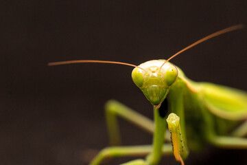 green praying mantis