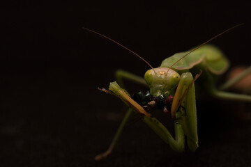 green praying mantis