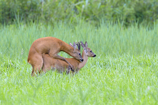 Western roe deers (Capreolus capreolus) mating in grassy field in Hesse, Germany