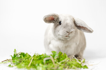 Rabbit on a white background, focus on the rabbit. Gray dwarf breed.