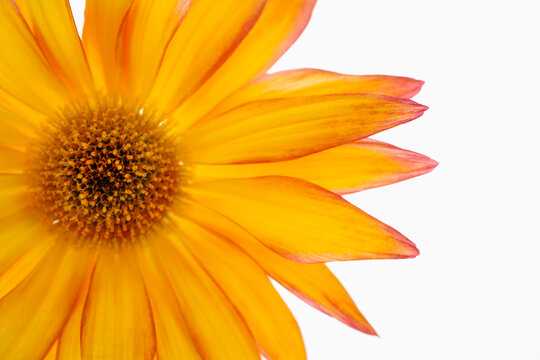 Close-up of Flower