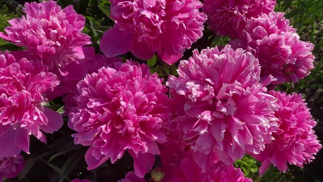 pink peonies in the garden, top view. cultivated flowers.