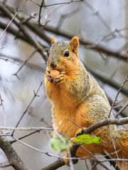 brown eastern fox squirrel sitting in a tree, on a branch, eating a walnut, isolated from the background