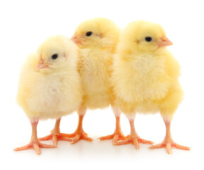 Fototapeta premium Three yellow chickens.
