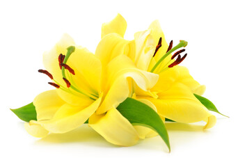 Obraz premium Two yellow lilies.