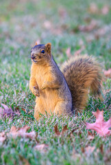 Naklejka na ściany i meble brown eastern fox squirrel standing upright in green grass alone, isolated from the background