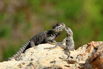 A lizard sits on a stone in a city park.