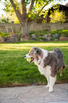 Australian Shepherd Dog with Tennis Ball in Backyard, Utah, USA