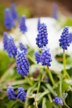 Close-up of grape hyacinth covered in snow in spring, USA